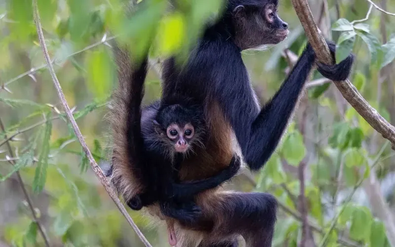Circuito Península de Yucatán y Caribe: 14 Días de Aventura — foto 22